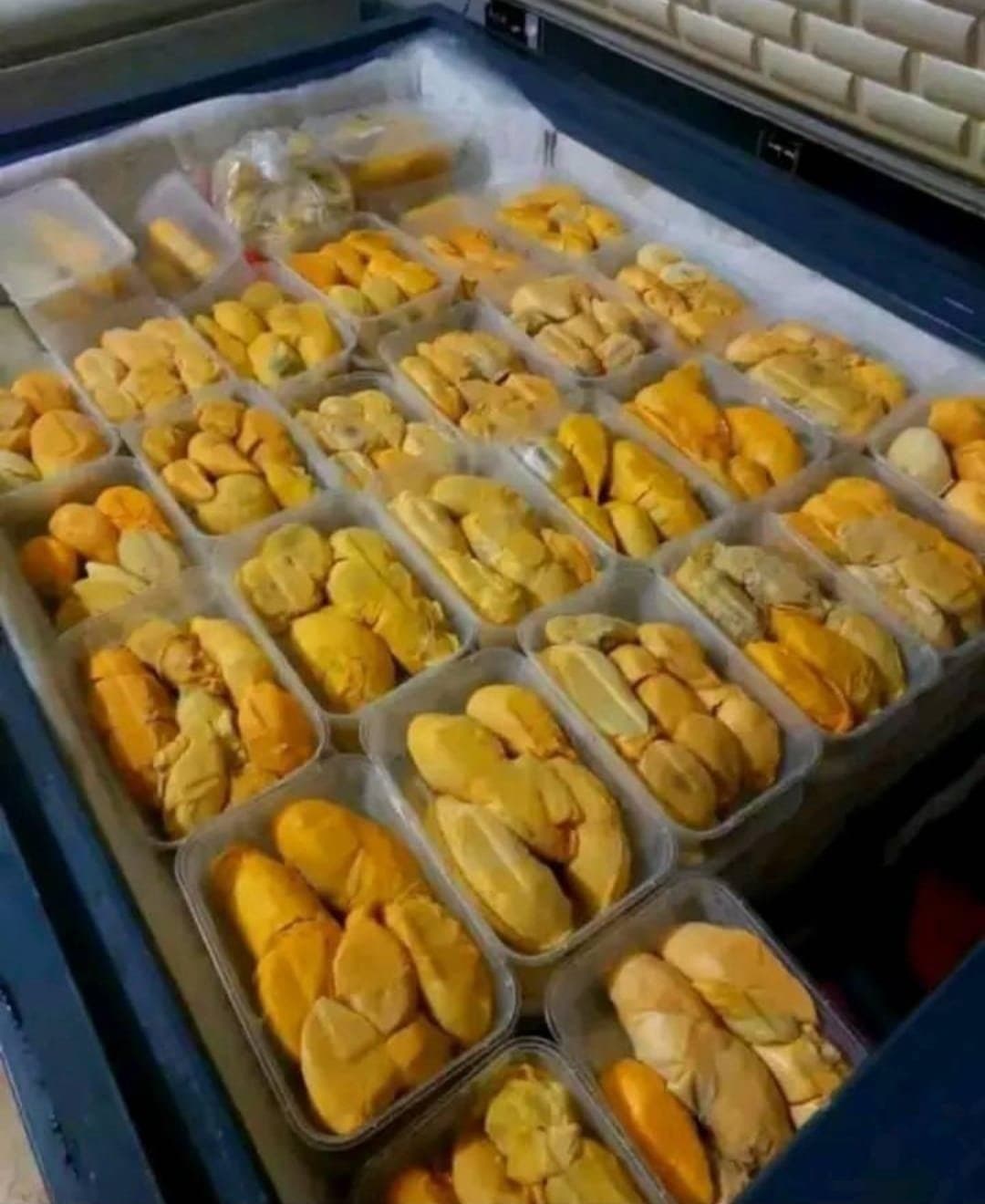 Durian Tembaga Sumatera